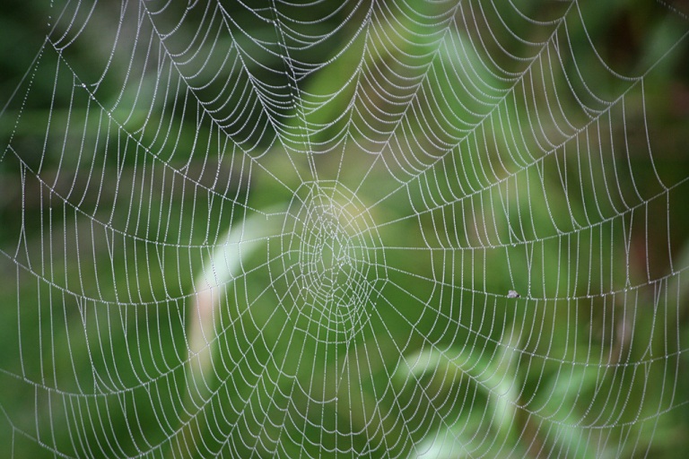 hämähäkinverkko